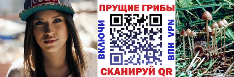 Галлюциногенные грибы Cubensis где найти наркотики Белорецк